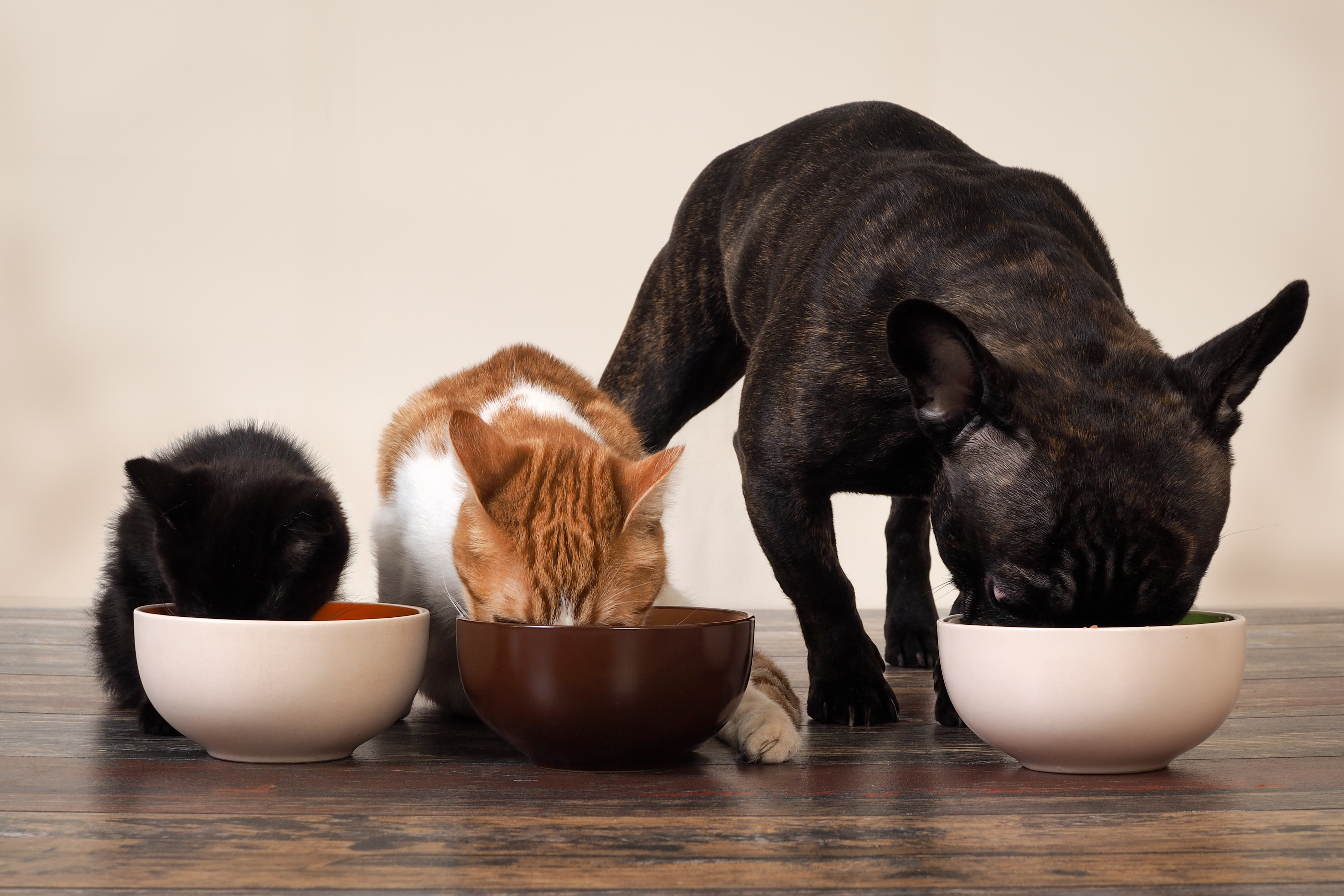 Кошке можно давать яйцо. Кошки и собаки. Питание домашних животных. Еда для животных. Кошка и собака едят.