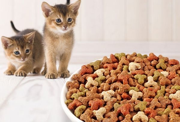 Можно ли котятам давать сухой корм