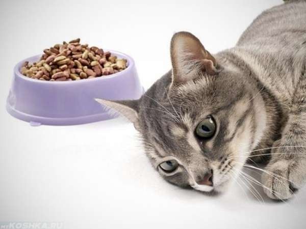 Почему кошку рвет после еды сухого корма