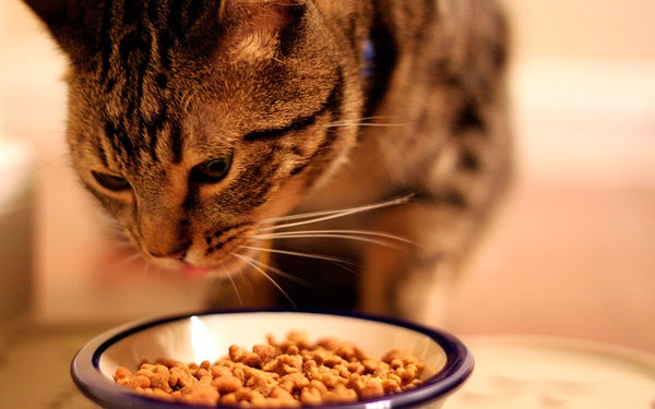 Кот не ест сухой корм